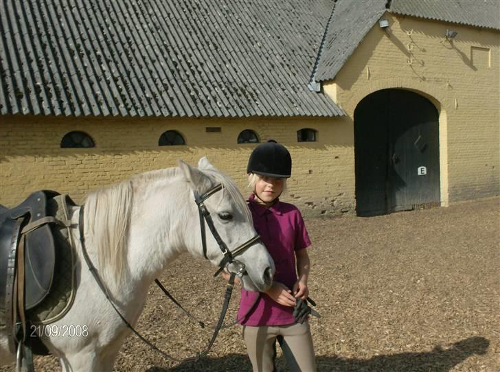 Welsh Pony (sec B) Lisette  billede 3