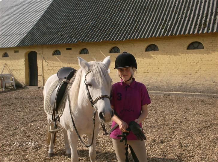 Welsh Pony (sec B) Lisette  billede 4