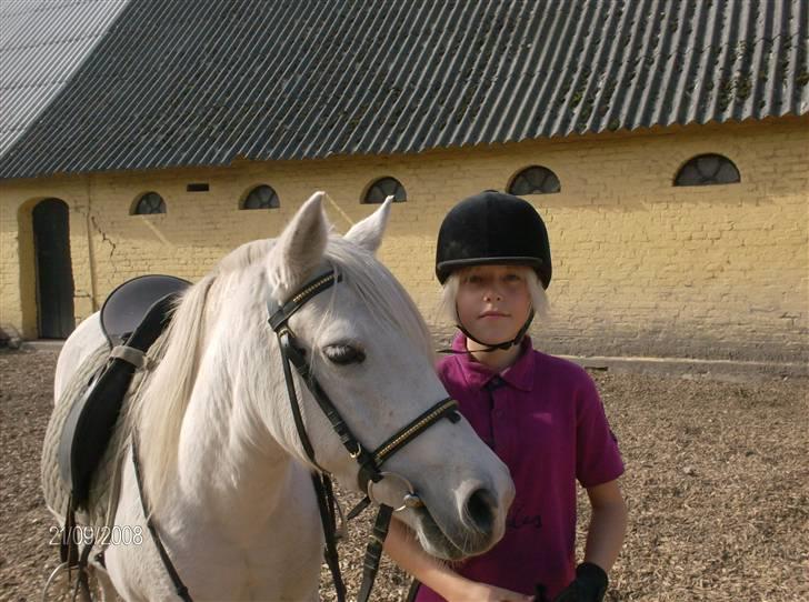 Welsh Pony (sec B) Lisette  billede 5