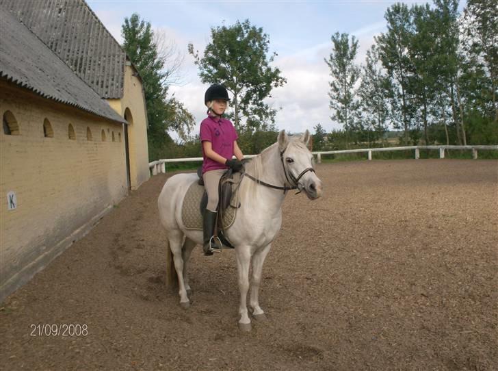 Welsh Pony (sec B) Lisette  billede 6