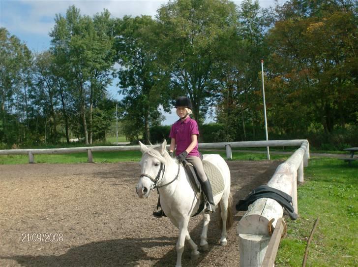 Welsh Pony (sec B) Lisette  billede 7