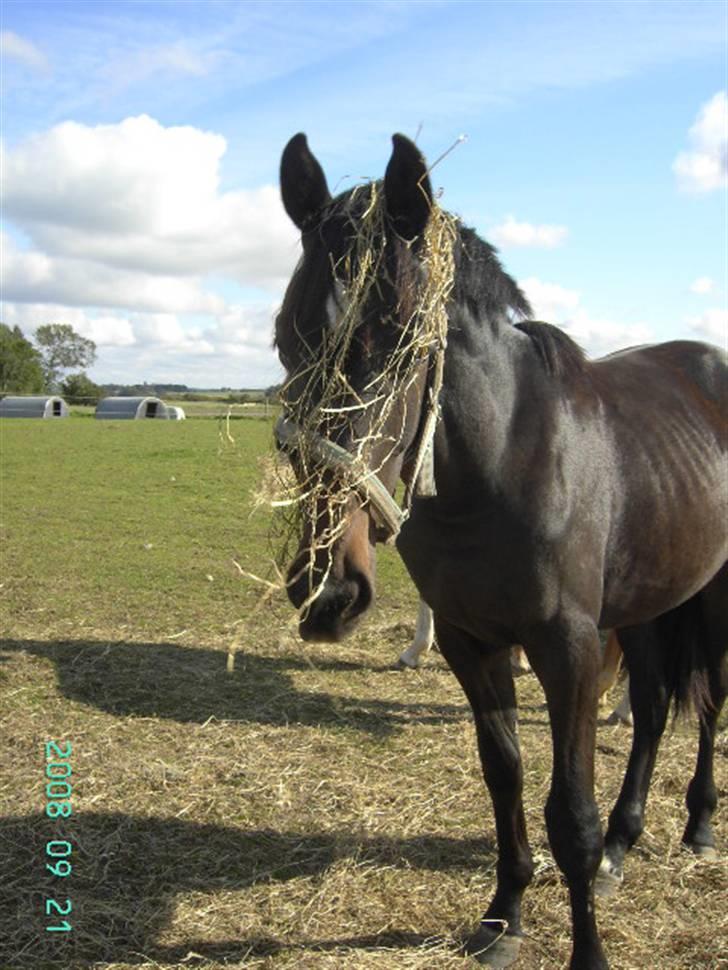 Dansk Varmblod  Why not Amarni <3 - see lige mig , jeg har fået også fået HAIR EXTENSIONS ! haha ;D billede 2