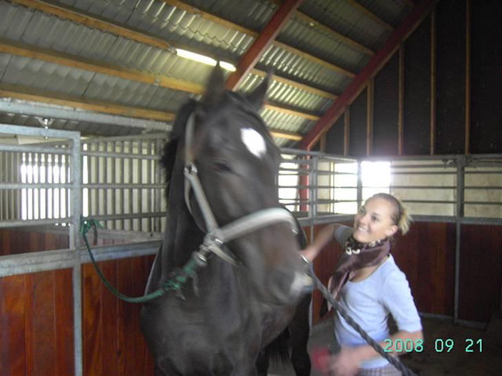 Dansk Varmblod  Why not Amarni <3 billede 3