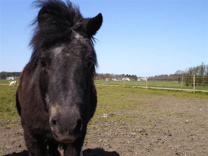 Shetlænder Diana - lill´ hesten:D billede 1