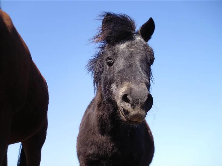 Shetlænder Diana - ((((((((: billede 2