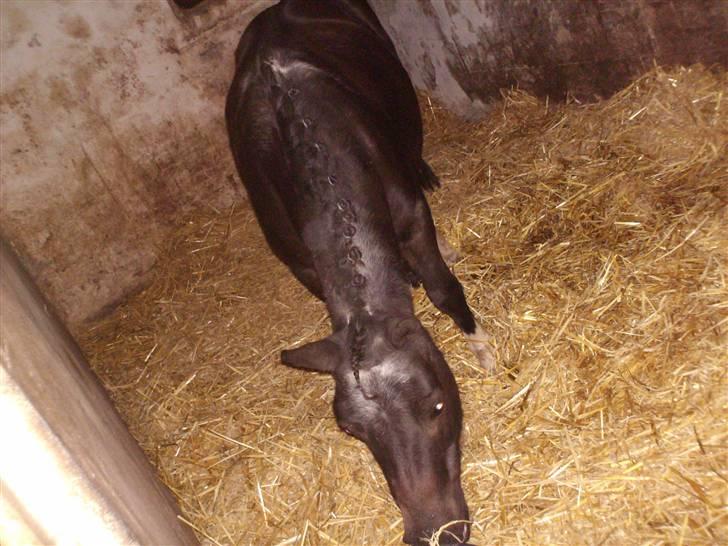 Shetlænder Diana - Flettet..... Beautiful billede 3