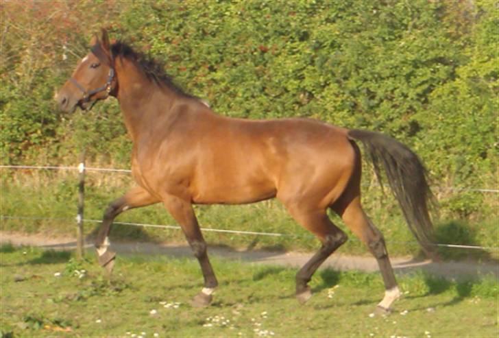 Dansk Varmblod Lavina - Solgt.. - Lavina i dansende trav ;p billede 2