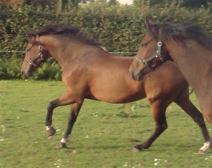 Dansk Varmblod Lavina - Solgt.. - Ræs med halv-lillebror ! :] Lavina vindeeeer ! 8D billede 3