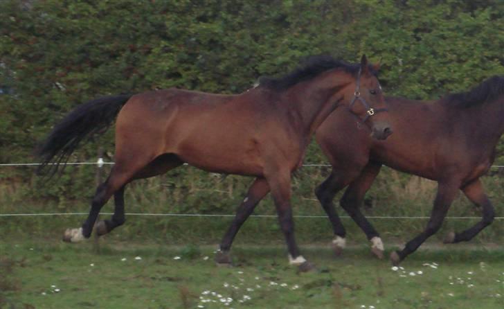 Dansk Varmblod Lavina - Solgt.. - ... Mere ræs ;) billede 4