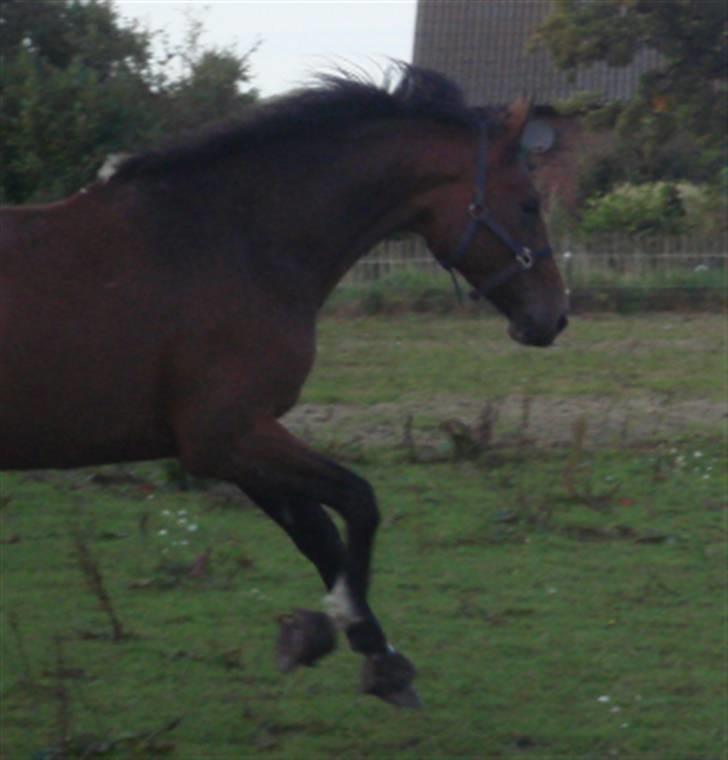 Dansk Varmblod Lavina - Solgt.. - Et lidt wierd billede :b træerne skyggede for lyset, og det er ikke vildt godt, men altså det er da hende! :b billede 5