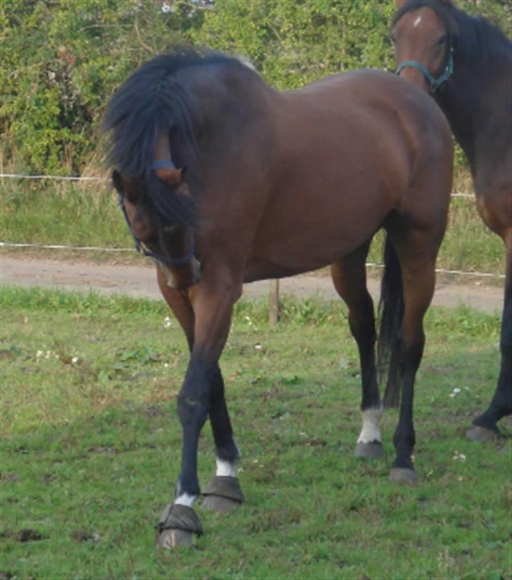 Dansk Varmblod Lavina - Solgt.. - ... Lavina siger hej... Ej egentlig så kløede det vidst bare, hæhæ! billede 6