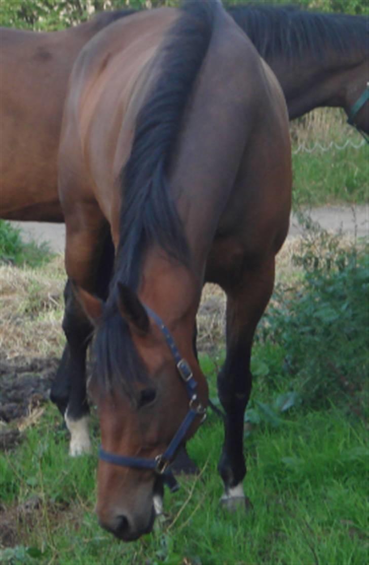 Dansk Varmblod Lavina - Solgt.. - Meget spændende mudder.... billede 7