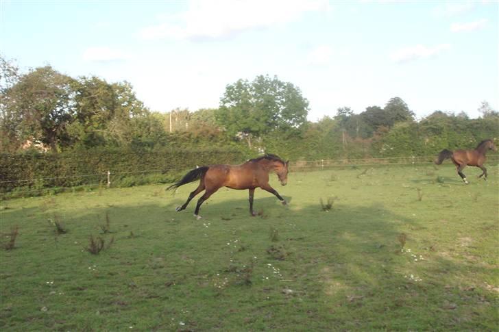Dansk Varmblod Lavina - Solgt.. - Vrooom ! Fuld fart på Lavinen! billede 8