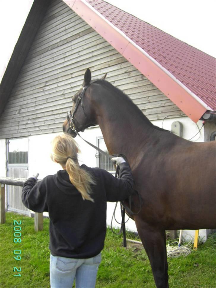 Dansk Varmblod Bocherrinni (R.I.P) ;i <3 billede 5