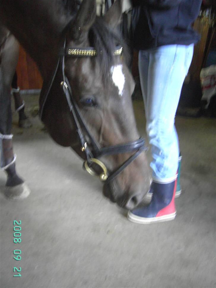 Dansk Varmblod Bocherrinni (R.I.P) ;i <3 billede 6