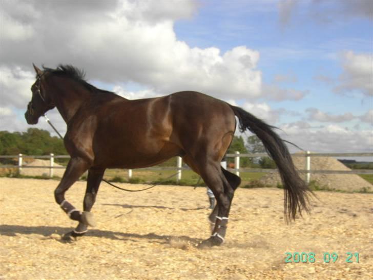 Dansk Varmblod Bocherrinni (R.I.P) ;i <3 billede 10