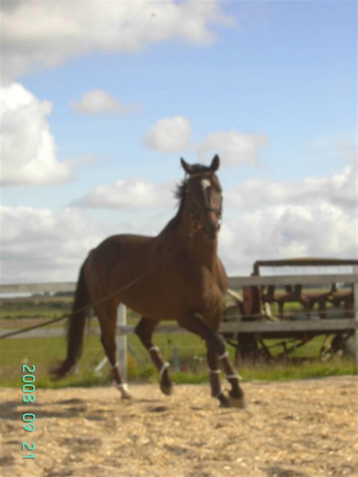 Dansk Varmblod Bocherrinni (R.I.P) ;i <3 billede 11