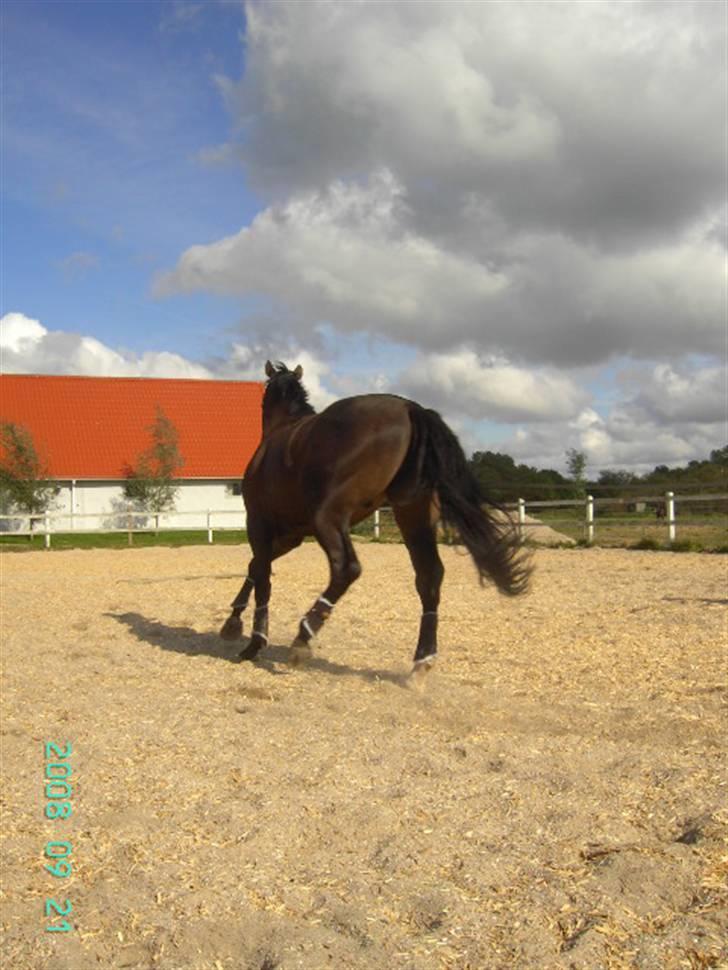 Dansk Varmblod Bocherrinni (R.I.P) ;i <3 billede 12