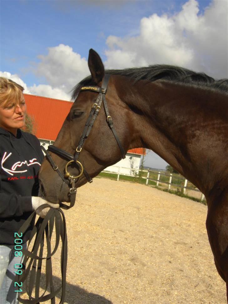 Dansk Varmblod Bocherrinni (R.I.P) ;i <3 billede 16