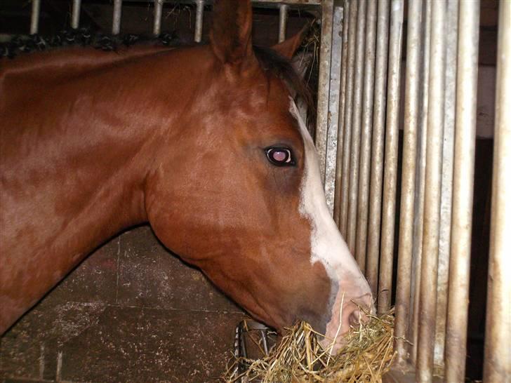 Anden særlig race Smukke - mad er lige mig:D billede 4