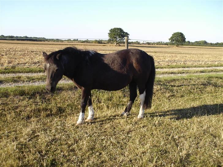 Shetlænder Diana - diana billede 4