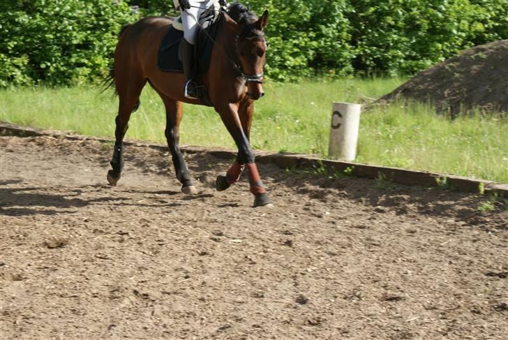 Holstener Jasmin / Solgt billede 19