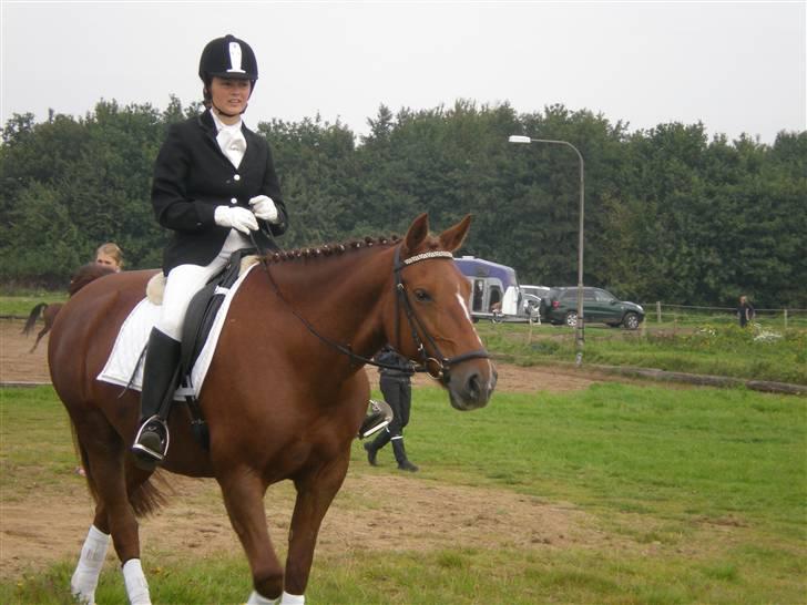 Welsh Partbred (Sec F) Siem´s Patricia billede 9