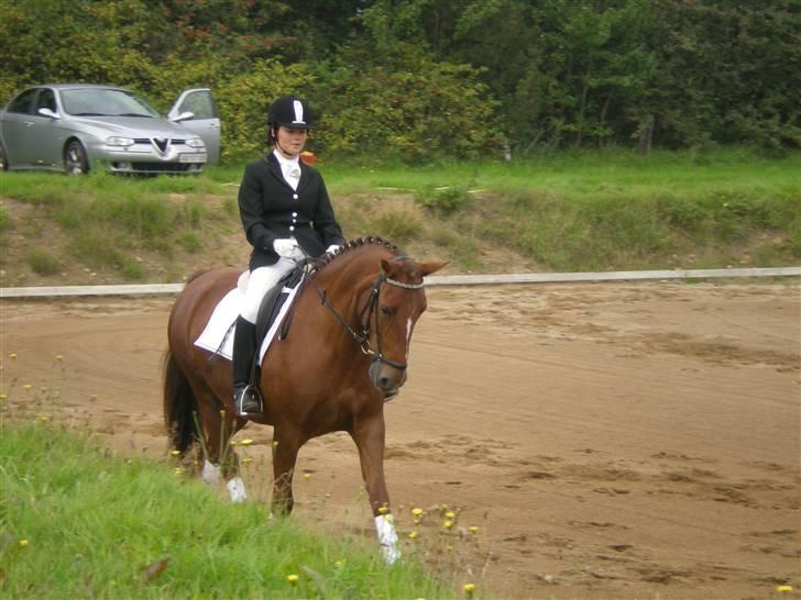 Welsh Partbred (Sec F) Siem´s Patricia billede 10