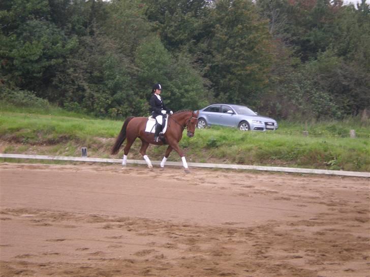Welsh Partbred (Sec F) Siem´s Patricia billede 11