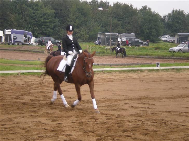 Welsh Partbred (Sec F) Siem´s Patricia billede 12
