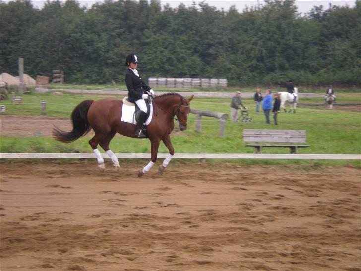 Welsh Partbred (Sec F) Siem´s Patricia billede 13