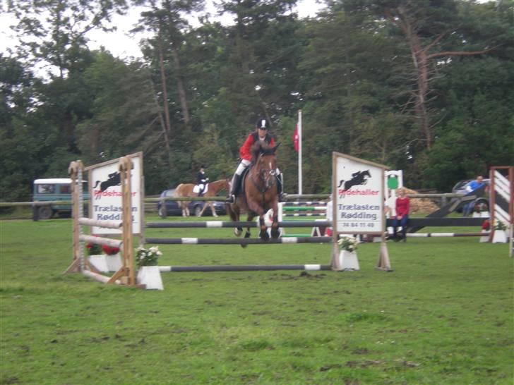 Welsh Partbred (Sec F) Siem´s Patricia billede 14