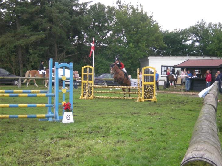 Welsh Partbred (Sec F) Siem´s Patricia billede 15