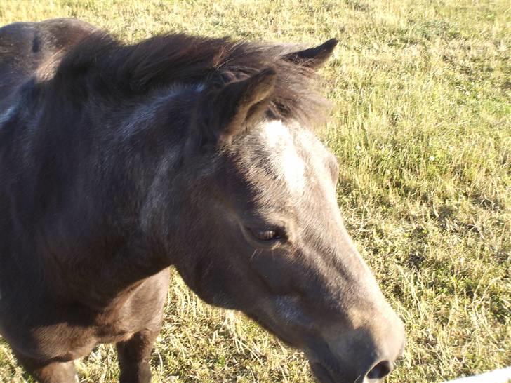 Shetlænder Diana - Min lille hest((: billede 5