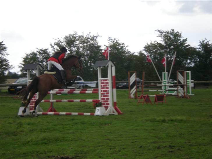 Welsh Partbred (Sec F) Siem´s Patricia billede 16