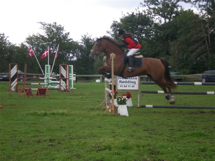 Welsh Partbred (Sec F) Siem´s Patricia billede 17