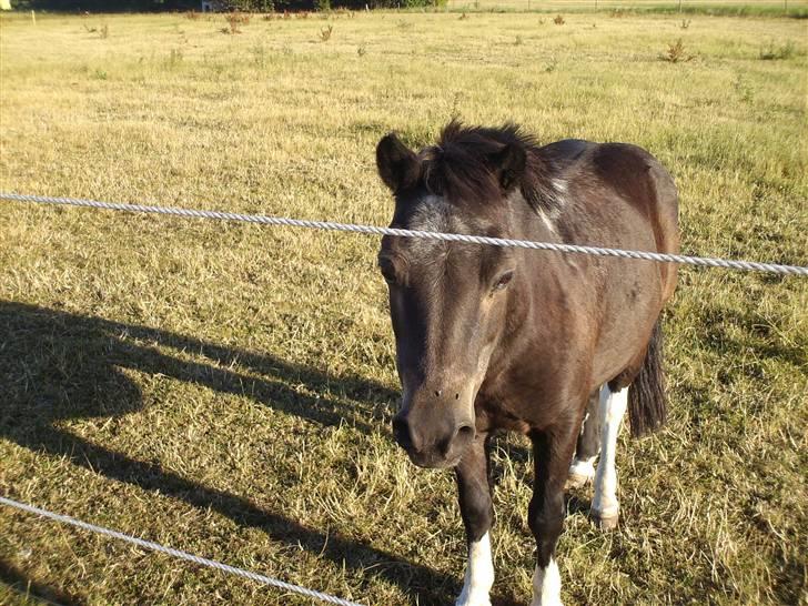 Shetlænder Diana - love on you diana:) billede 6