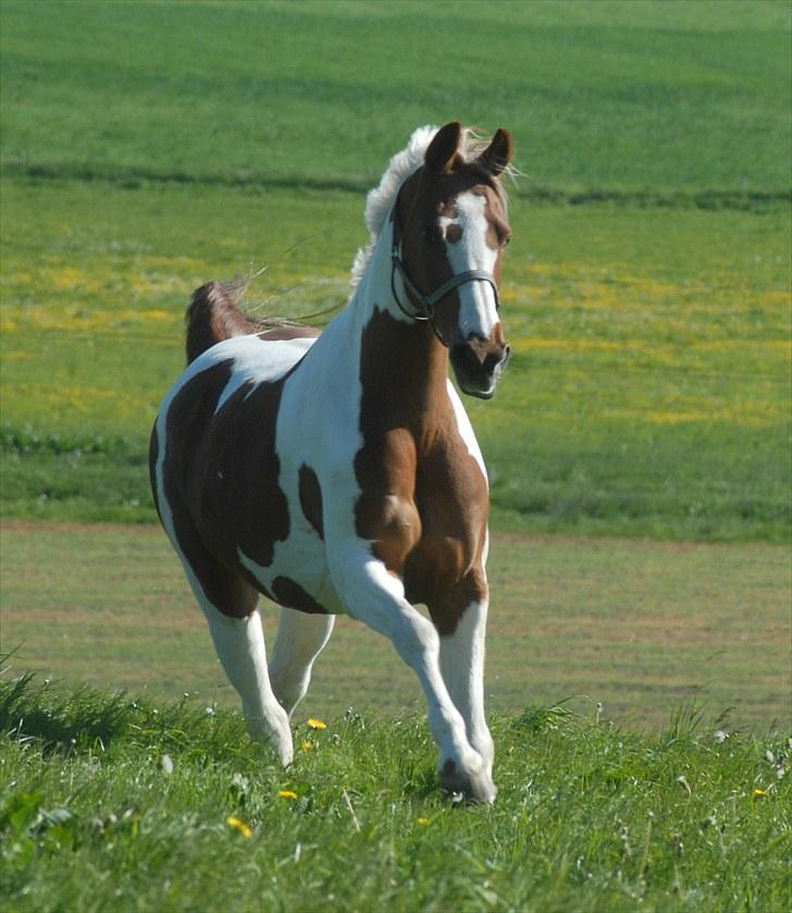 Pinto Dominique - Glansbillede:-) billede 5