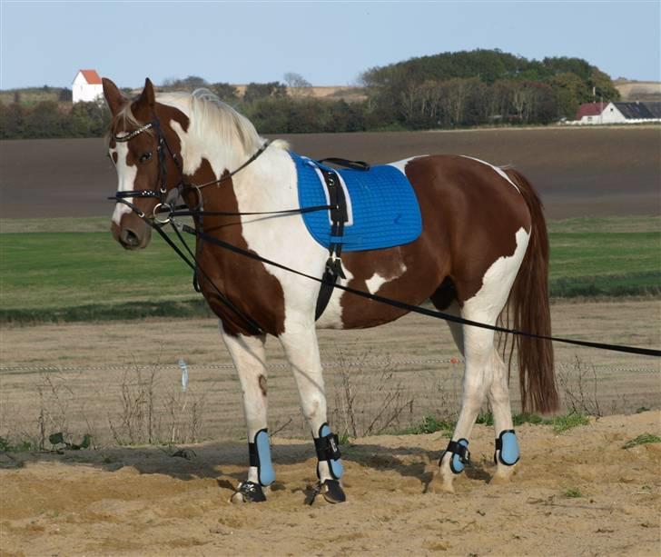 Pinto Dominique - Den tykke i longe - Sep 2009 billede 7