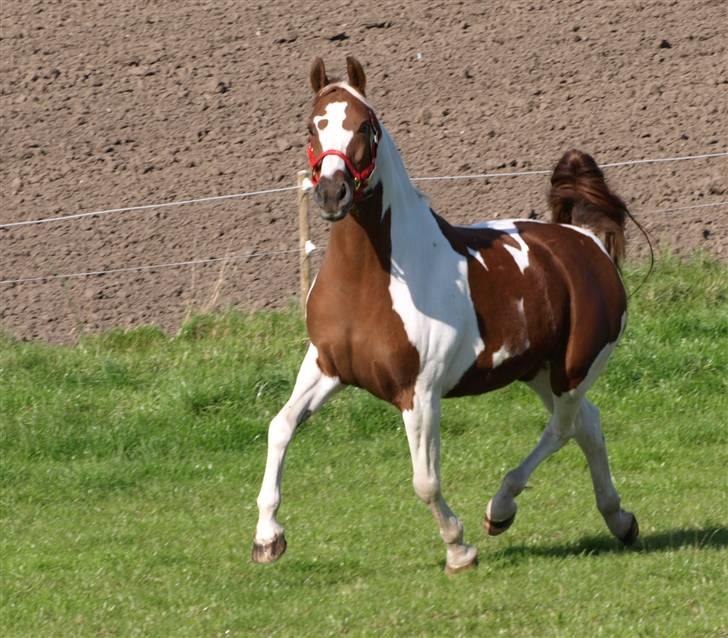 Pinto Dominique - Lææækkker musse billede 8