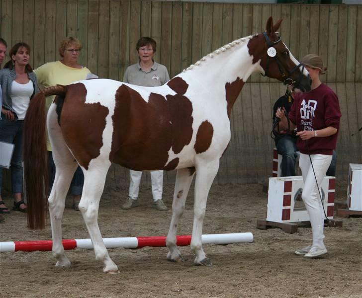 Pinto Dominique - Dominique til Kåring billede 12