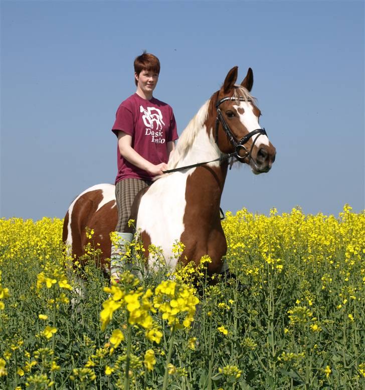 Pinto Dominique - Dominique og Jeg.. 1.Maj billede 13