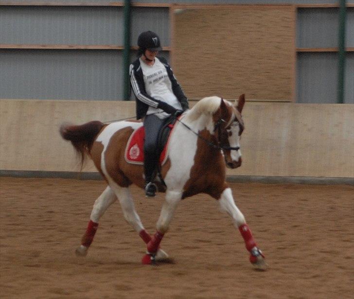 Pinto Dominique - Stefanie & Dominique billede 15