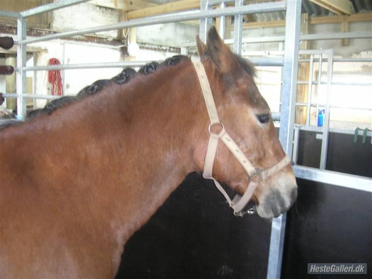 New Forest Trunte e*EX-PART** - **NYT**   orientieringsløbet i gråstenskoven:D   vi fletter op:D billede 16