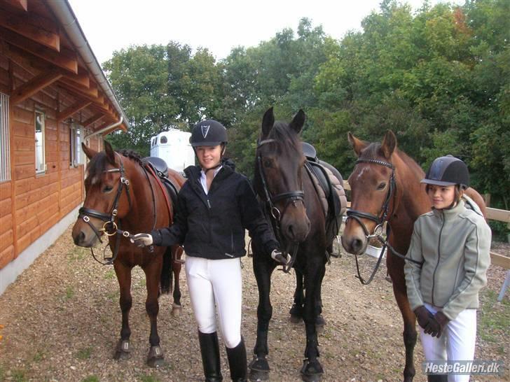 New Forest Trunte e*EX-PART** - **NYT**   orientieringsløbet i gråstenskoven:D billede 17