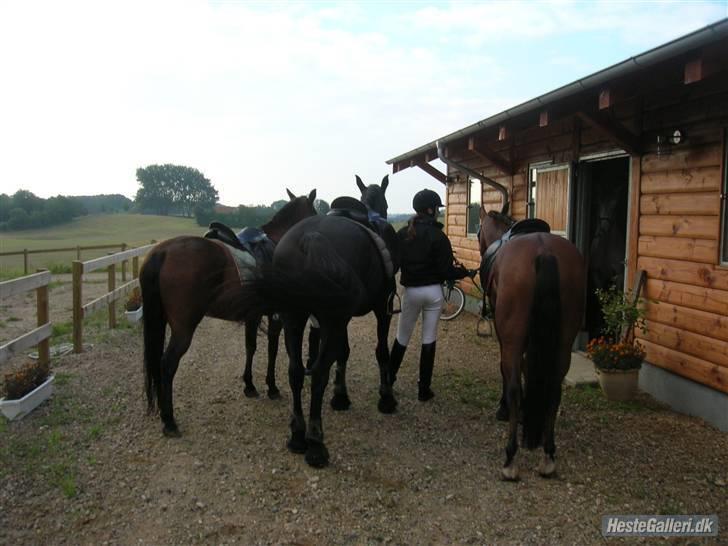 New Forest Trunte e*EX-PART** - **NYT**   orientieringsløbet i gråstenskoven:D billede 18