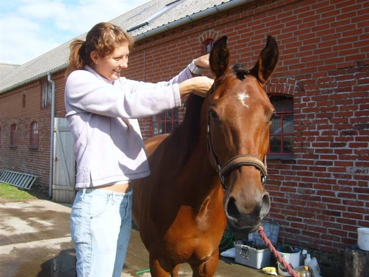 Arabisk fuldblod (OX) Malek (Tidligere redet) - Maja er i gang med at flette Maleks man til stævne billede 10