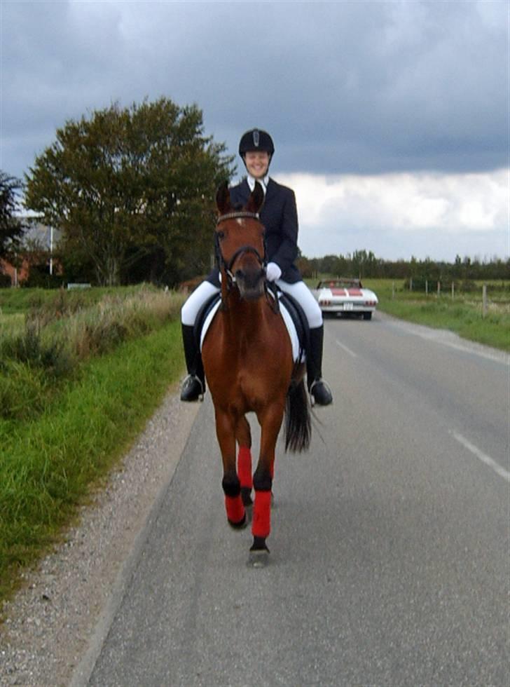 Arabisk fuldblod (OX) Malek (Tidligere redet) - På vej til stævne i Tjæreborg billede 11