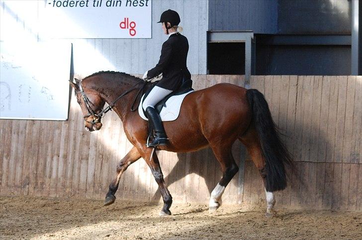 Dansk Varmblod Kadron Nexen (Ryppe) - Verdens flotteste hale :) foto: Annika billede 19