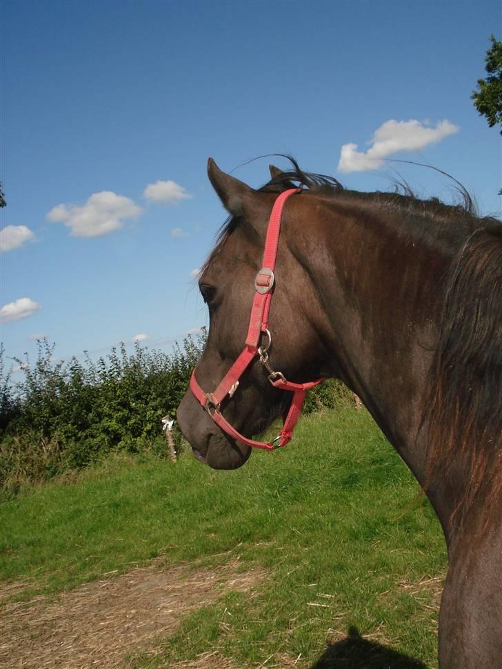 Welsh Cob (sec D) De Busies Black Bess - Bess har spottet sin foderspand... billede 18